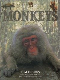 Image of Monkeys